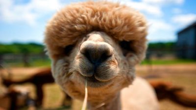 Alpaca