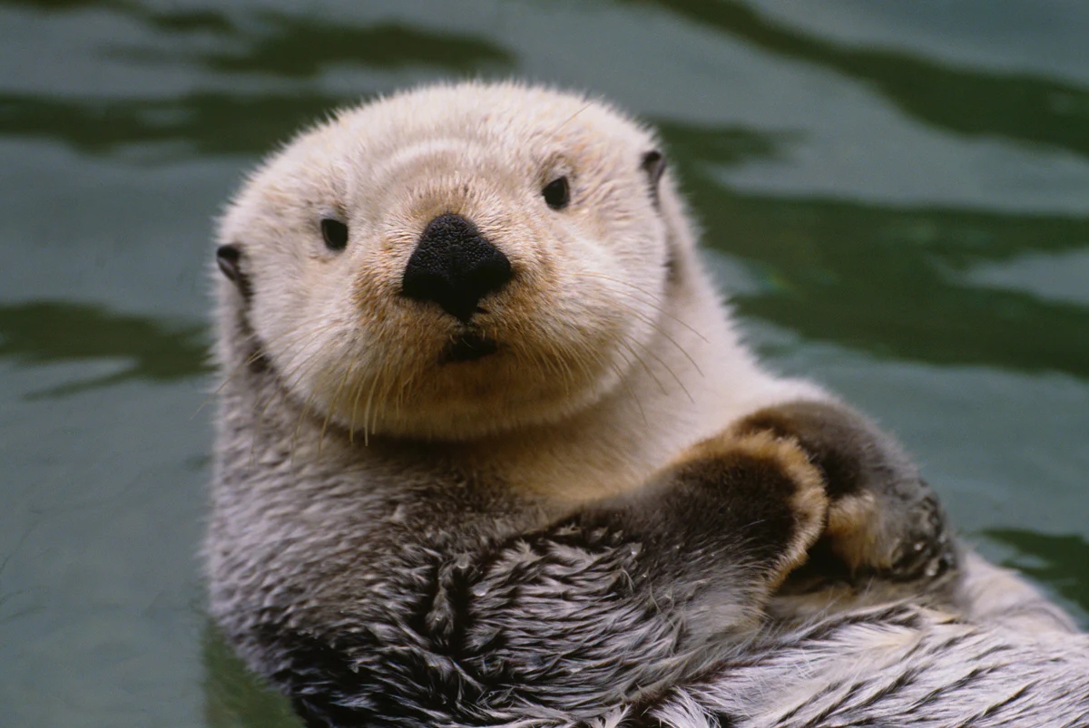otter